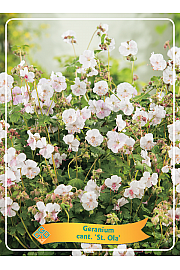 Geranium cant. St. Ola Ø11