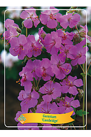 Geranium Cambridge Ø11