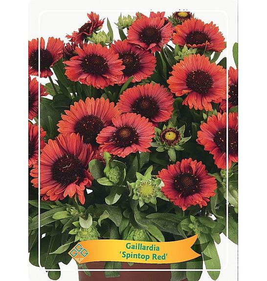 Gaillardia Spintop Red Ø11