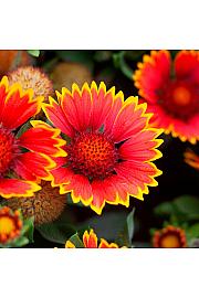 Gaillardia Spintop Orange Halo Ø11