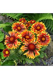 Gaillardia Copper Sun Ø11