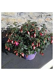 Fuchsia Ø25