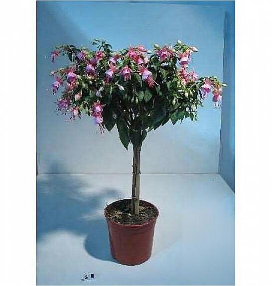 Fuchsia Ø18 Na Steblu 25 cm
