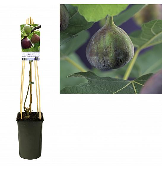 Ficus carica Rouge de Bordeaux C2,5 Lit. 40-60 cm