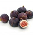 Ficus carica Rode de Bordeaux C2 Lit. 40-60 cm (24410)