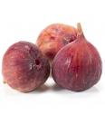Ficus carica Brown Turkey C2 Lit. 40-60 cm (55784)