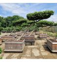 Fagus sylvatica v lesenem koritu 120x120 cm 200-250 cm Dežnik