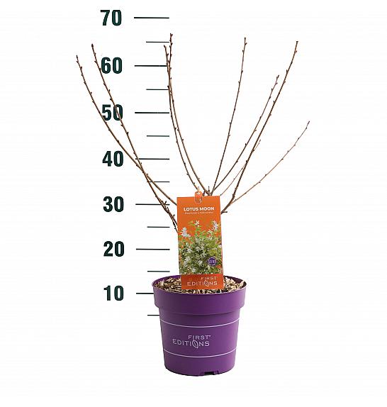 Exochorda Lotus Moon C3 Lit. 35-55 cm