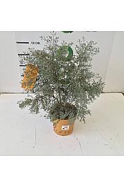 Eucalyptus Gunnii France Bleu Downunder Dreams Ø18