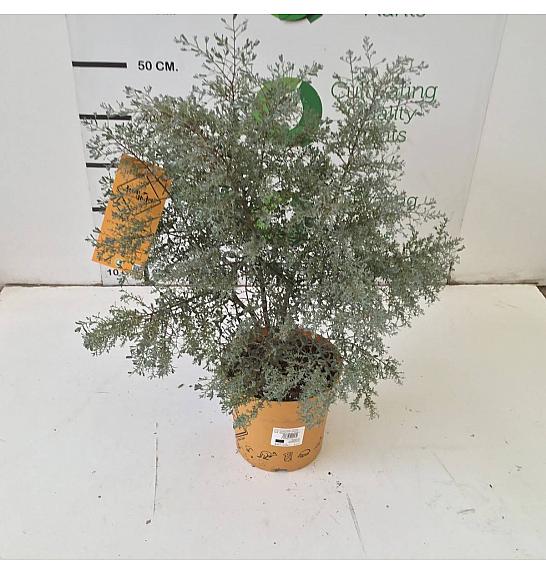 Eucalyptus Gunnii France Bleu Downunder Dreams Ø18