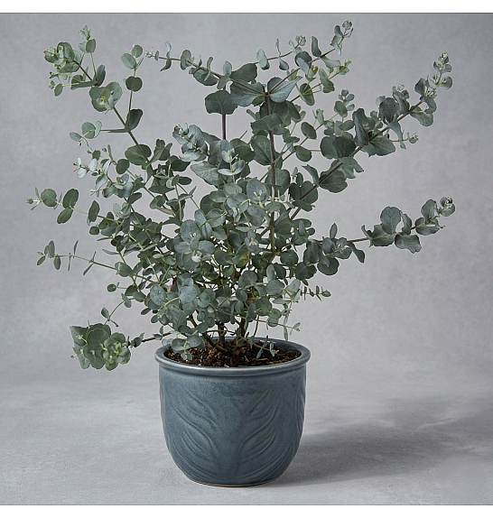 Eucalyptus gunnii Ø14