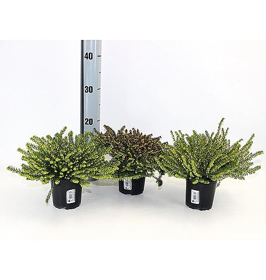 Erica darlyensis Ø12 mix