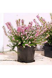 Erica  darlyensis Ø 10,5 roza