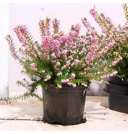 Erica  darlyensis Ø 10,5 roza