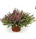 Erica  darlyensis Ø 10,5 rdeča
