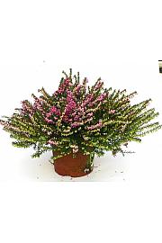 Erica  darlyensis Ø 10,5 rdeča