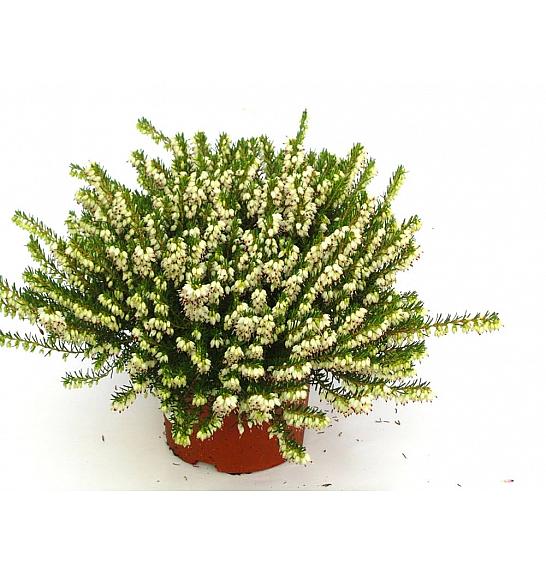Erica  darlyensis Ø 10,5 bela