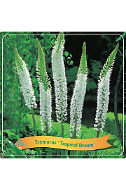 Eremurus Tropical Dream C5 Lit.