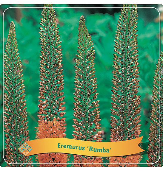 Eremurus Rumba C5 Lit.
