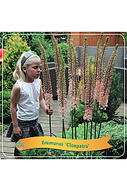 Eremurus Cleopatra C5 Lit.