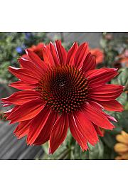 Echinacea purpurea Red Ø11