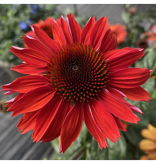 Echinacea purpurea Red Ø11