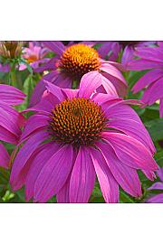 Echinacea purpurea Pow Wow Wild Berry Ø11