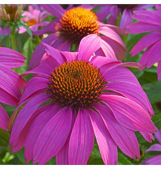 Echinacea purpurea Pow Wow Wild Berry Ø11