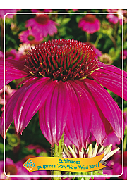 Echinacea purpurea Pow Wow Wild Berry Ø11