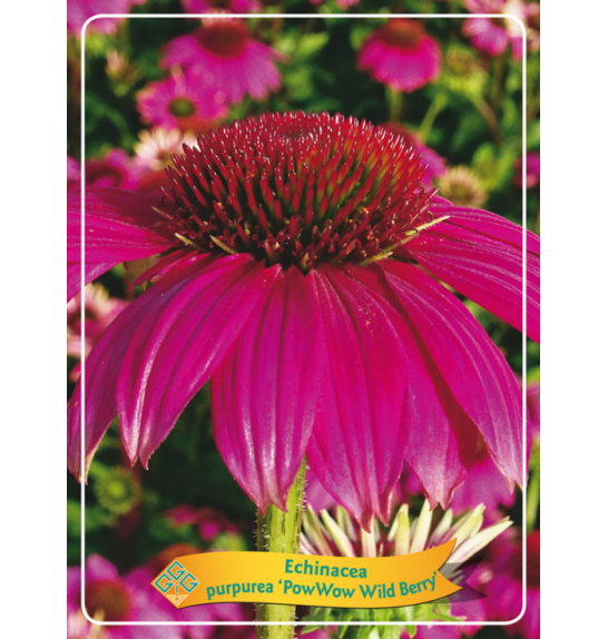 Echinacea purpurea Pow Wow Wild Berry Ø11