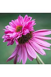 Echinacea purpurea Double Decker Ø11