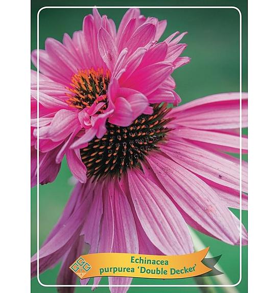 Echinacea purpurea Double Decker Ø11