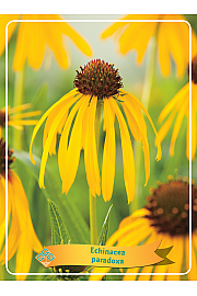 Echinacea paradoxa Ø11