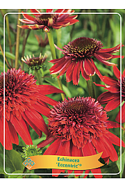 Echinacea Eccentric Red ® Ø11