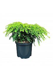 Tsuga canadensis Jeddeloh C2,5 Lit. 25-30 cm
