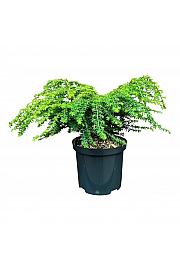 Tsuga canadensis Green Globe ᴾᴮᴿ C2,5 Lit. 20-25 cm