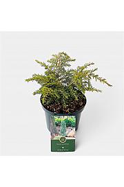 Tsuga canadensis Golden Splendor C2,5 Lit. 20-25 cm