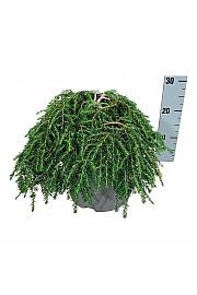 Tsuga canadensis Coles Prostrate C7,5 Lit. 30-40 cm