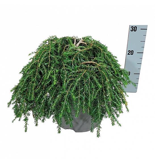 Tsuga canadensis Coles Prostrate C7,5 Lit. 30-40 cm