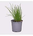 Allium schoenoprasum Ø14