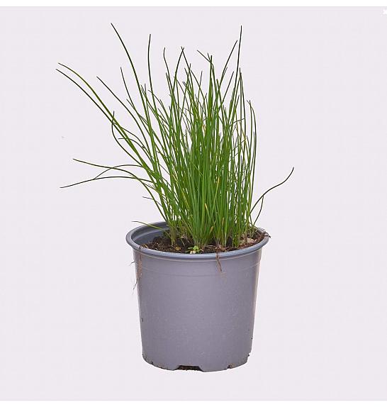 Allium schoenoprasum Ø14