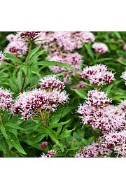 Dišavnice Valeriana officinalis (Baldrijan) Ø10,5
