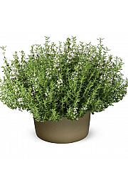 Dišavnice THYMUS VULGARIS Ø10,5