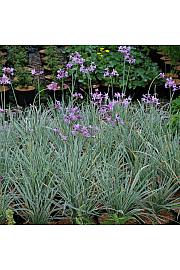Dišavnice THULBAGIA VIOLACEA Ø10,5