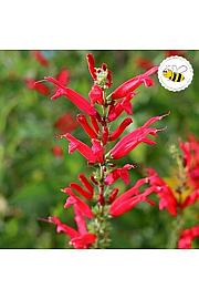 Dišavnice Salvia PIEANAPPLE Ø10,5