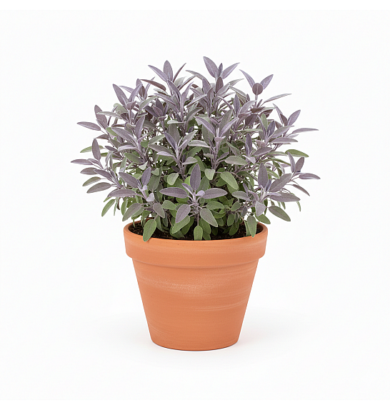 Dišavnice SALVIA NAZARETH/PURPURASCENS Ø10,5