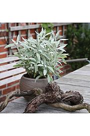 Dišavnice SALVIA GROWERS FRIEND Ø10,5