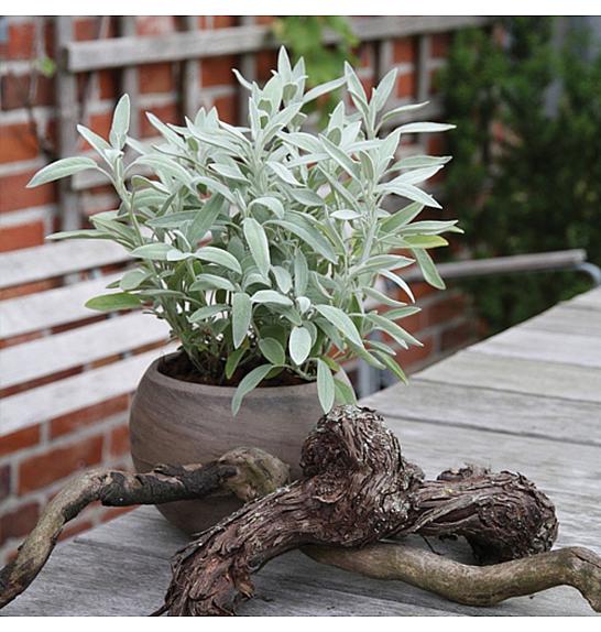 DOBRO & ZDRAVO Salvia officinalis Growers friend