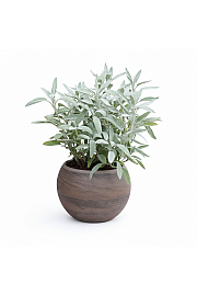 Dišavnice SALVIA GROWERS FRIEND Ø10,5