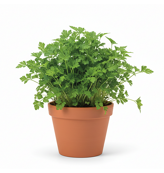 Dišavnice PETROSILEUM GIGANTE´D ITALIA Ø10,5